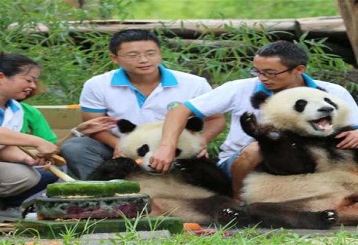 Lucunya Panda Kembar Raksasa Ulang Tahun